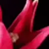 🌸 Эмодзи «Animated» для Telegram