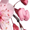 🌸 Эмодзи «Animated» для Telegram