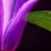🌸 Эмодзи «Animated» для Telegram