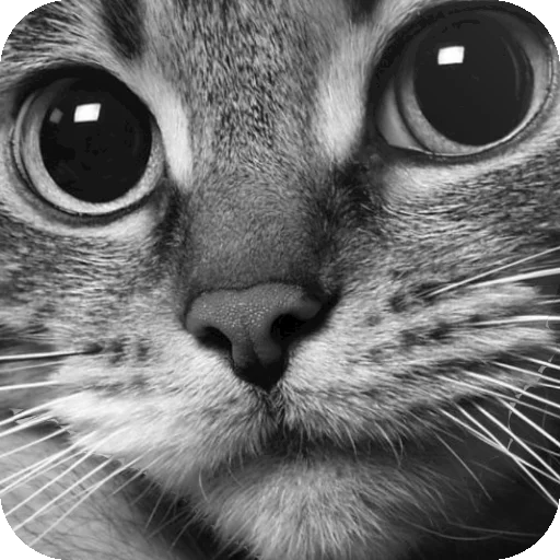 🐱 Стикер «Аниме печаль» для Telegram