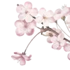 🤩 Эмодзи «Asian Heaven» для Telegram
