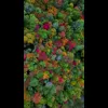🎃 Эмодзи «Autumn» для Telegram