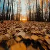 🎃 Эмодзи «Autumn» для Telegram