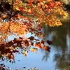 🎃 Эмодзи «Autumn» для Telegram