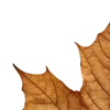 🍁 Эмодзи «🦌🦌 Осень» для Telegram