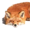 🦊 Эмодзи «🦌🦌 Осень» для Telegram