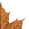 🍁 Эмодзи «🦌🦌 Осень» для Telegram