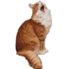 🐈 Эмодзи «🍁 Осенний вайб» для Telegram