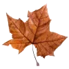 🍁 Эмодзи «🍁 Осенний вайб» для Telegram