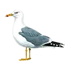 🪶 Эмодзи «Птички» для Telegram