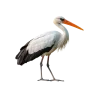 🤩 Эмодзи «Птички» для Telegram