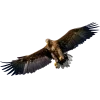 🤩 Эмодзи «Птички» для Telegram