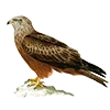 🦅 Эмодзи «Птички» для Telegram