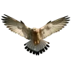 🤩 Эмодзи «Птички» для Telegram