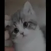 🤩 Эмодзи «Бум» для Telegram