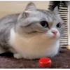 🤩 Эмодзи «Бум» для Telegram