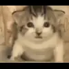 🤩 Эмодзи «Бум» для Telegram
