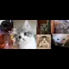 🤩 Эмодзи «Бум» для Telegram