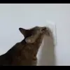🤩 Эмодзи «Бум» для Telegram