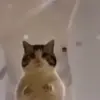 🤩 Эмодзи «Бум» для Telegram