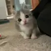 🤩 Эмодзи «Бум» для Telegram