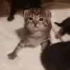 🤩 Эмодзи «Бум» для Telegram