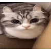 🤩 Эмодзи «Бум» для Telegram