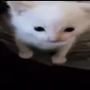 🤩 Эмодзи «Бум» для Telegram