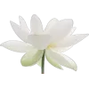 🤩 Эмодзи «‍ Бай Чжу из Геншина» для Telegram
