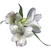 🤩 Эмодзи «‍ Бай Чжу из Геншина» для Telegram