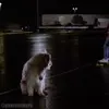 🐕 Эмодзи «Back To The Future» для Telegram
