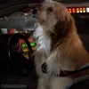 🐕 Эмодзи «Back To The Future» для Telegram