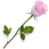 🌹 Эмодзи «💖 Barbie 💖» для Telegram