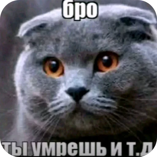 🐱 Стикер «Бурмалда» для Telegram