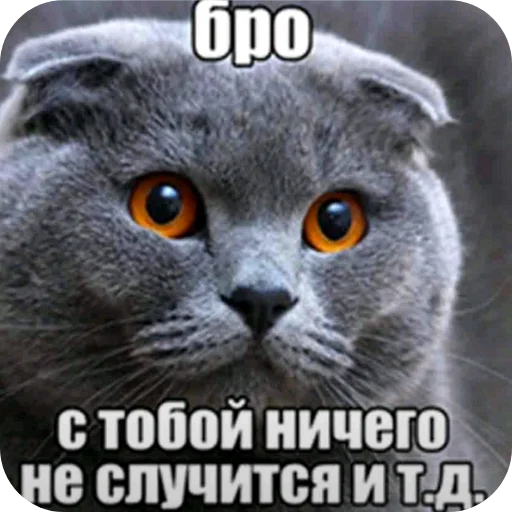 🐦 Стикер «Бурмалда» для Telegram