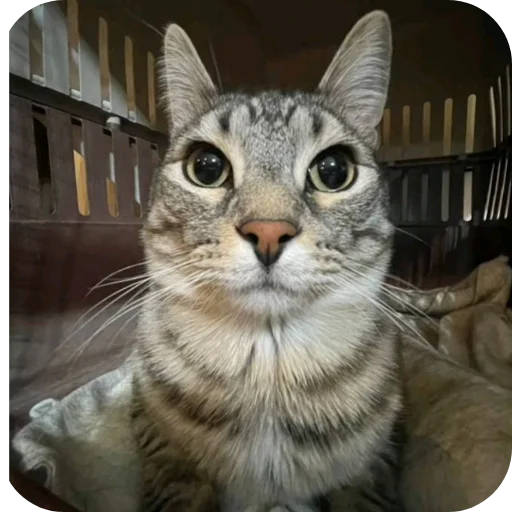 🐱 Стикер «Бурмалда» для Telegram