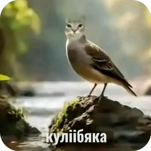 🐦 Стикер «Бурмалда» для Telegram