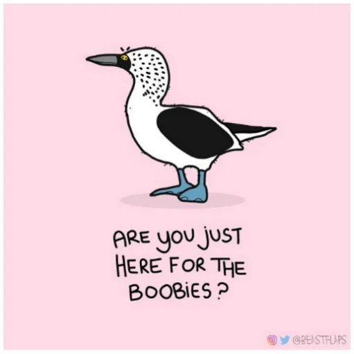 🐦 Стикер «Grumpy Animals» для Telegram