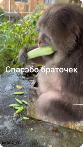 🌟 Стикер «Бибизяна» для Telegram