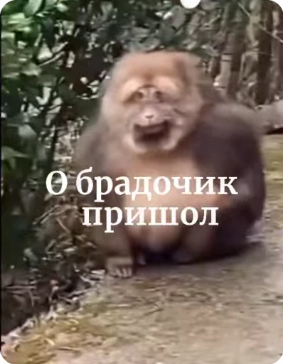 🌟 Стикер «Бибизяна» для Telegram