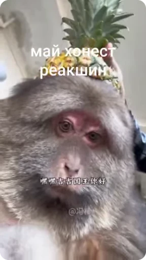 🌟 Стикер «Бибизяна» для Telegram