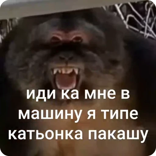 🌟 Стикер «Бибизяна» для Telegram