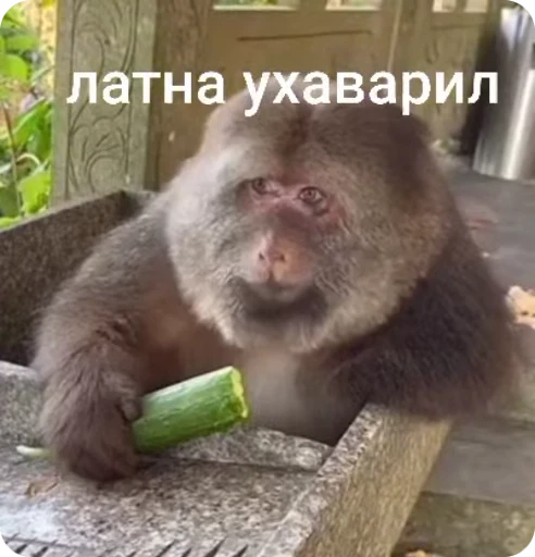 🌟 Стикер «Бибизяна» для Telegram