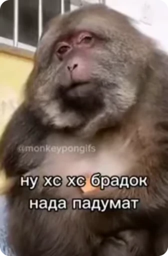 🌟 Стикер «Бибизяна» для Telegram