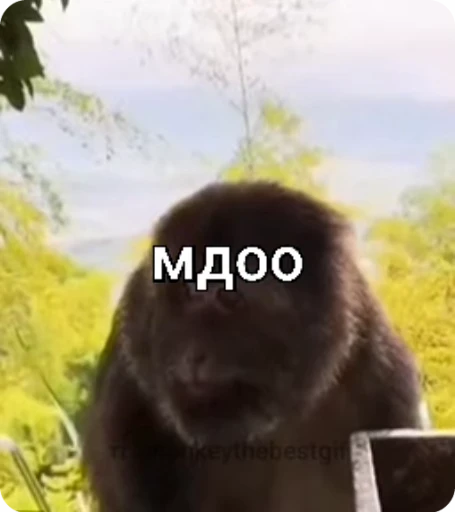 🌟 Стикер «Бибизяна» для Telegram