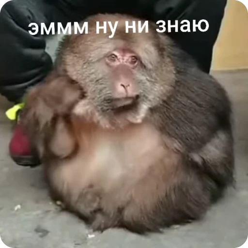 🌟 Стикер «Бибизяна» для Telegram