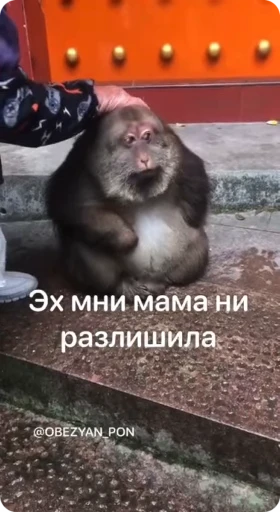 🌟 Стикер «Бибизяна» для Telegram