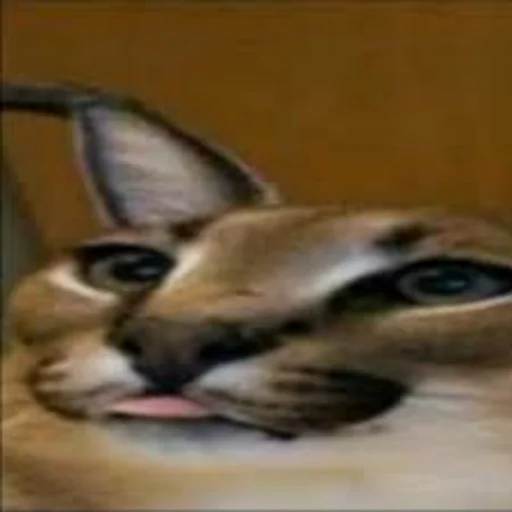 🐱 Стикер «Стикеры Шлёпы» для Telegram