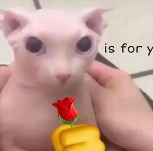 🌹 Стикер «bingus» для Telegram