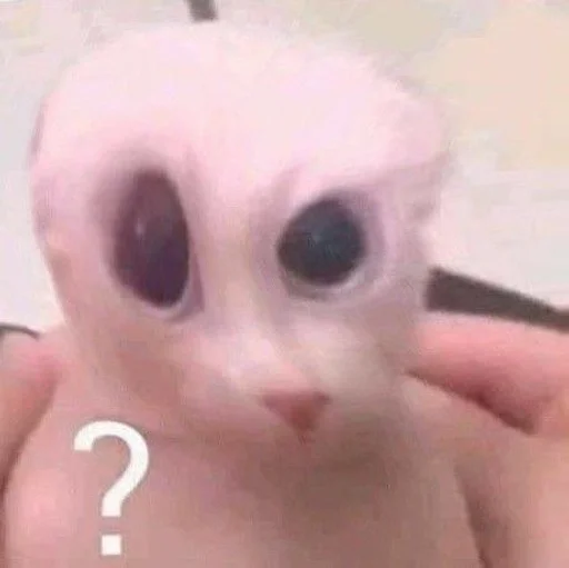 🤔 Стикер «bingus» для Telegram